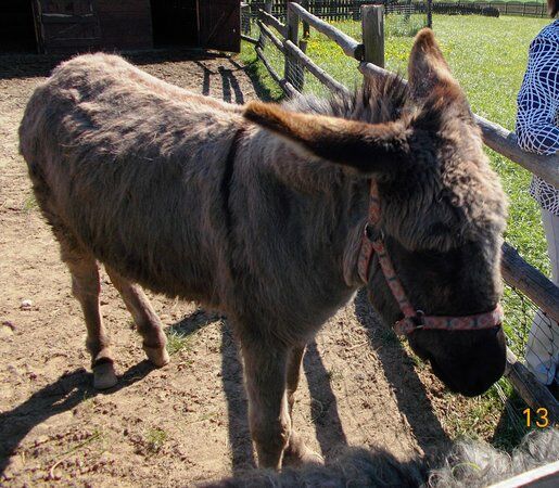 Restauracja Żuławski Dwór